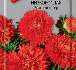 Астра Низкорослая Красный ковер
