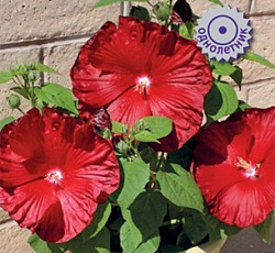 Гибискус Ханимун Дип Ред