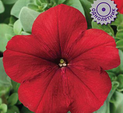 Петуния крупноцветковая Танго Алая