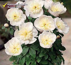 Пион (Патио) - Мадрид