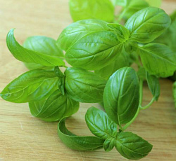 Базилик Тонус