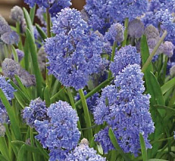 Мускари - Армянский Фэнтези Криэйшн