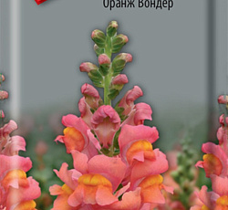 Львиный зев (Антирринум) Оранж Вондер