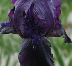 Ирис (бородатый) - Блэк Вотч