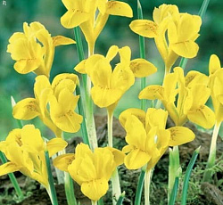 Ирис - Данфорда