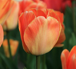 Тюльпан (Дарвинов гибрид) - Дейдрим