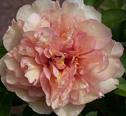 Пион (ИТО-гибрид) - Кенари Бриллиантс (Люкс)