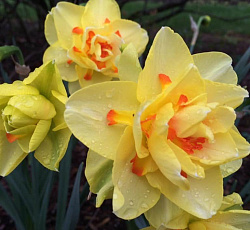 Нарцисс (Махровый) - Таити