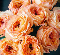 Роза (чайно-гибридная) - Каралуна