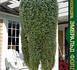 Дихондра Эмеральд Фоллс