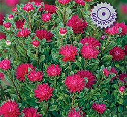 Астра Сирена Красная