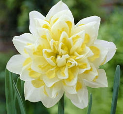 Нарцисс (Махровый) - Ирен Коупленд