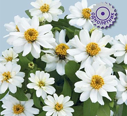 Цинния гибридная Каприз Вайт