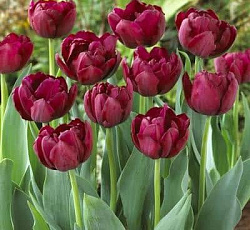 Тюльпан (Махровый ранний) - Антрацит