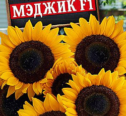 Подсолнечник Мэджик F1
