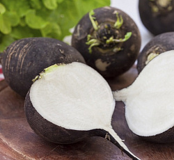 Редька Целительница