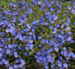 Вероника ползучая Шелковая кисточка
