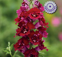 Львиный зев (Антирринум) Даблшот Кримсон Ред F1