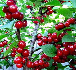 Вишня (войлочная) - Огонек