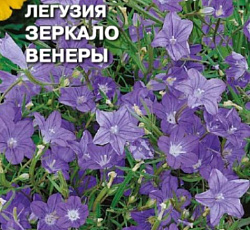 Легузия Зеркало Венеры