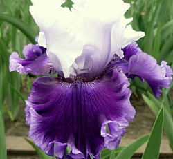 Ирис (бородатый) - Блуберд Вайн