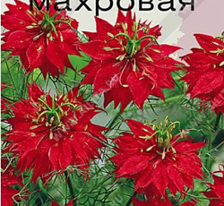 Нигелла Рубиновая махровая