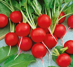 Редис Дуро Краснодарское