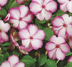 Бальзамин Уоллера Пикоти розовый F1