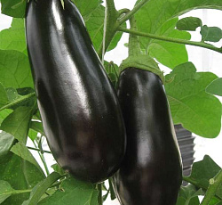 Баклажан Бегемот F1