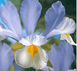 Ирис - Сильвер Бьюти