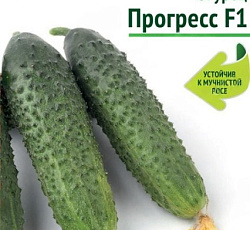 Огурец Прогресс F1