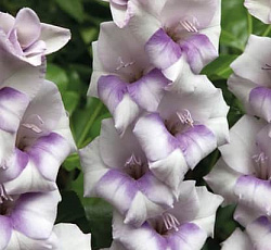 Гладиолус (бамбино) - Кондор Паса (Патио)