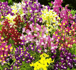 Льнянка марроканская Фантазия