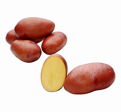 Картофель Розара (СУПЕРЭЛИТА)