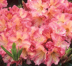 Рододендрон (гибридный) - Оранжина