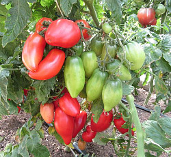 Томат Десперадо