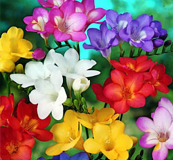 Фрезия (Простая) - Смесь окрасок