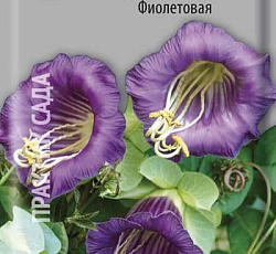 Кобея лазающая Фиолетовая