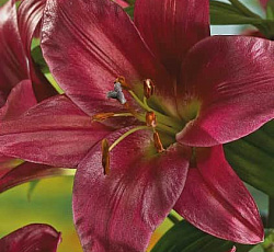 Лилия (ОТ-гибрид) - Пепл Принс