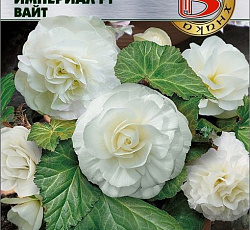 Бегония клубневая Империал F1 Вайт
