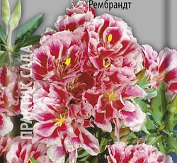 Годеция крупноцветковая Рембрандт