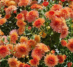 Хризантема (корейская) - Абрикосовое лето