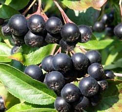 Арония (черноплодная) - Викинг