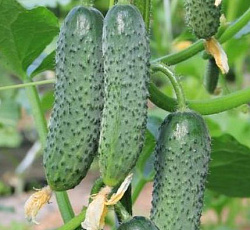 Огурец Чудо букет F1