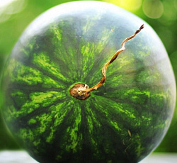 Арбуз Скорик