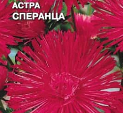 Астра Сперанца (игольчатая)