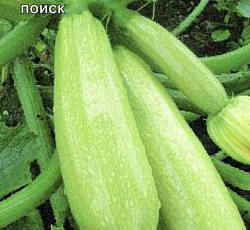 Кабачок Горный