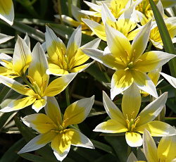 Тюльпан (Ботанический) - Поздний