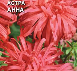 Астра Страусово перо Анна