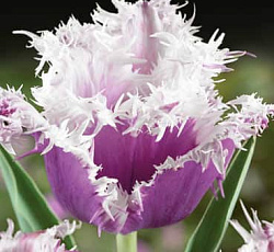 Тюльпан (Бахромчатый) - Камминс (Люкс)